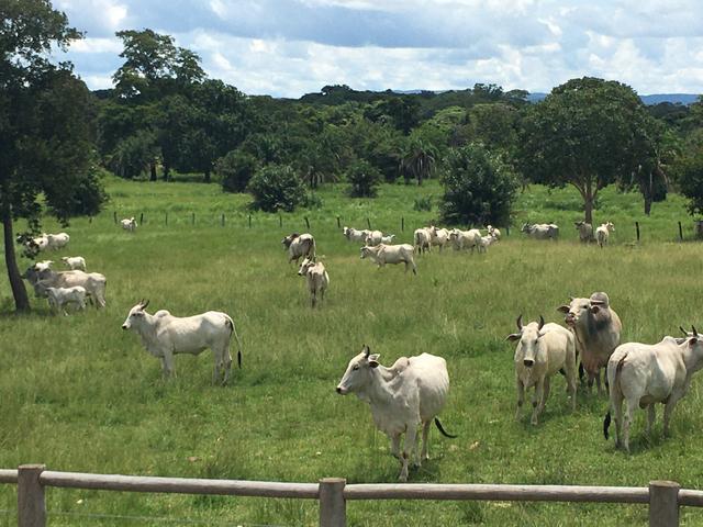 VENDO SÍTIO 22,6 Alq. próximo de Itapirapuã e Águas de São João- Goiás R$2Milhões - Foto 17