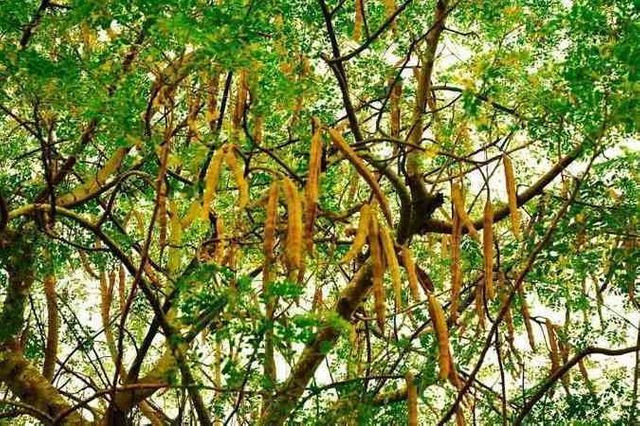 Moringa Oleífera (vendo muda) - Produção Rural - Vila Laura, Salvador  657642277 | OLX