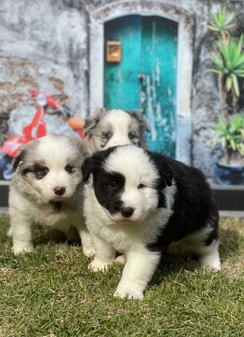 Border collie páscoa promoção @canilcanaa