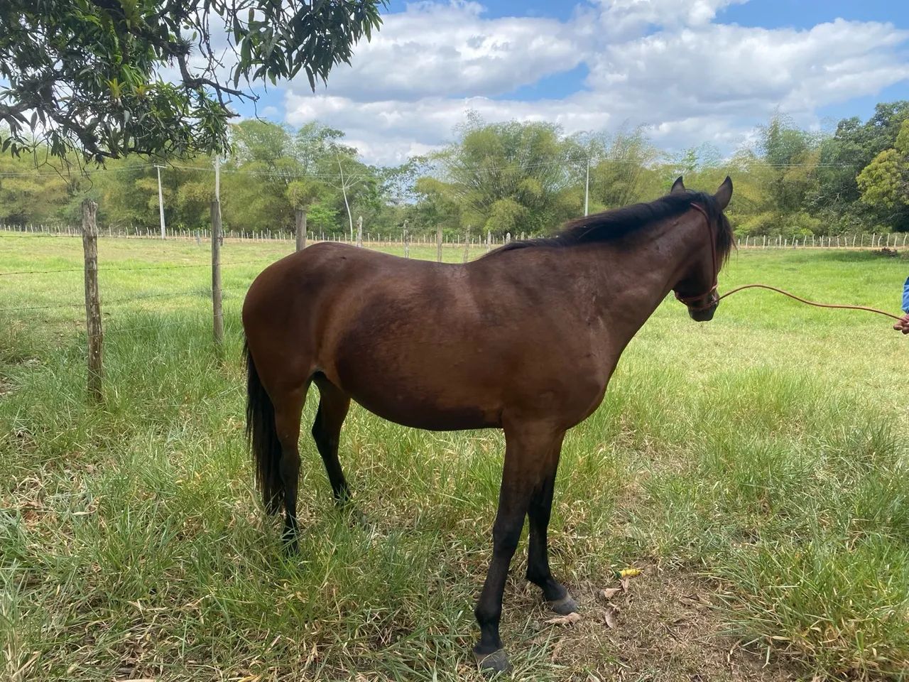 Potra à venda  - Foto 2