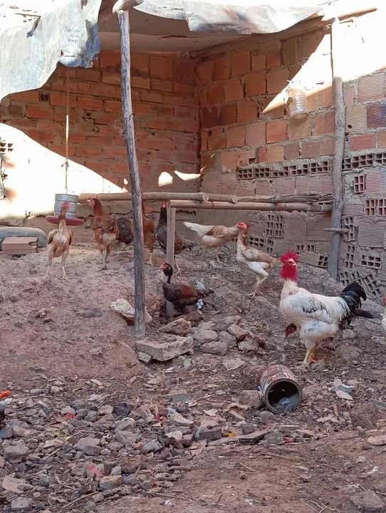 Galinhas caipiras - R$ 70,00 cada - Foto 4