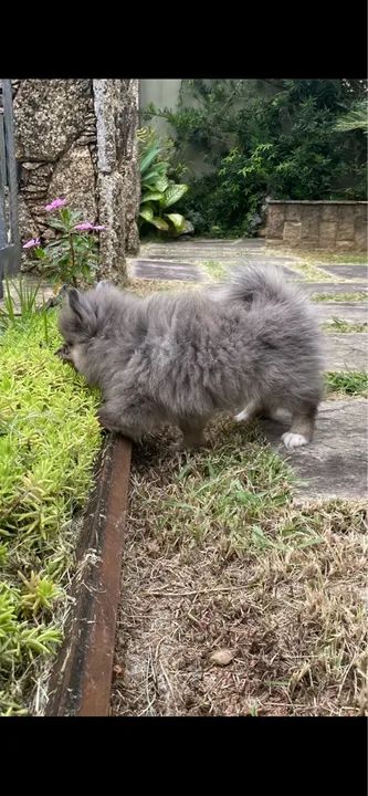 Filhote de Spitz Alemão ( Lulu da Pomeranea)  - Foto 5