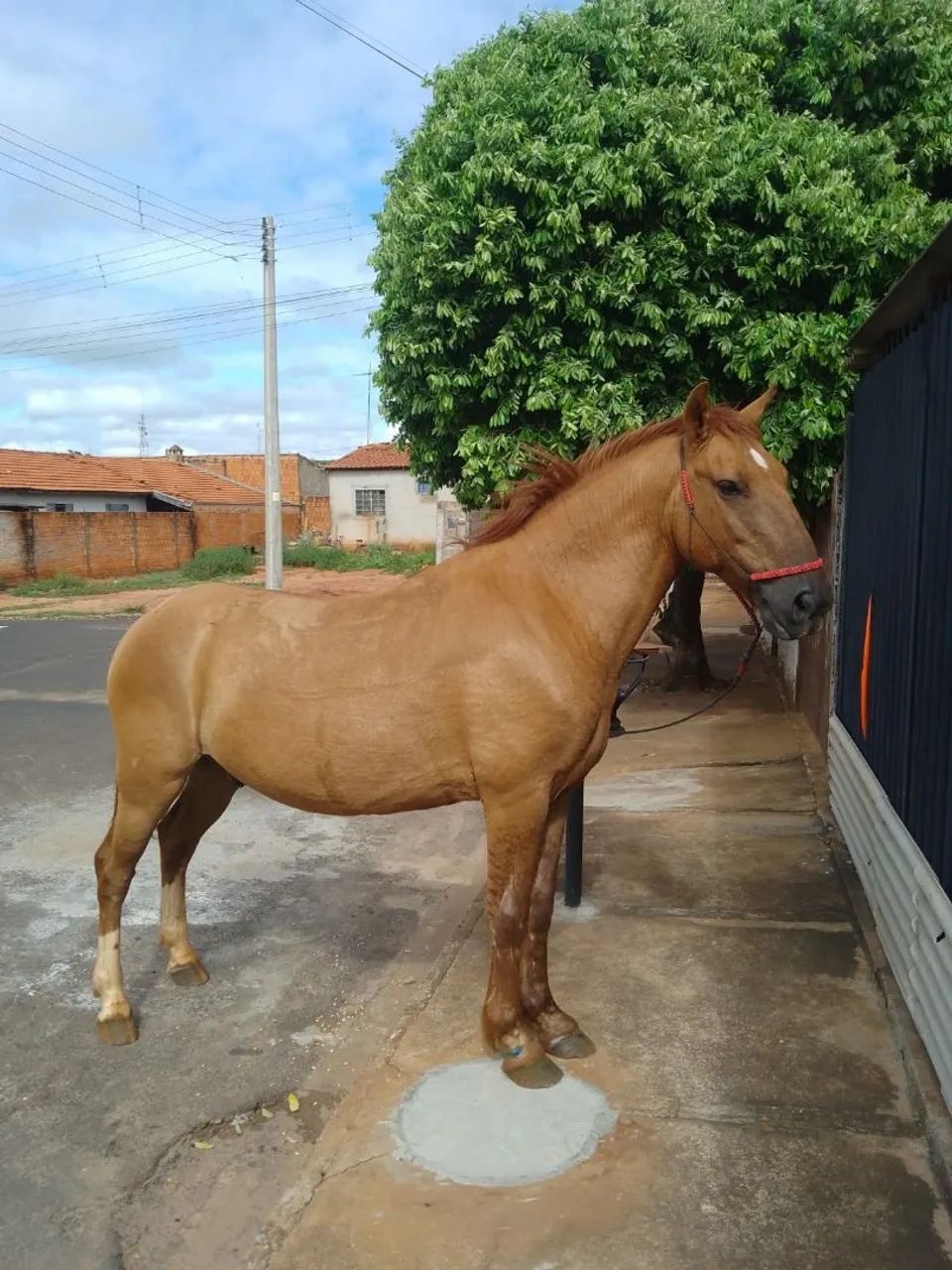 Cavalo manso  - Foto 2