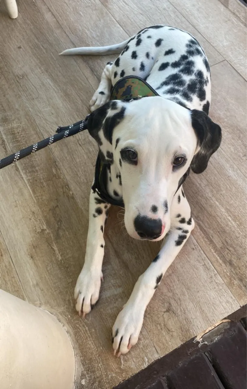 Lindo filhote dálmatas! 6 meses