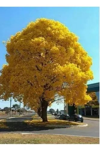 Mudas do ipê amarelo  - Foto 2