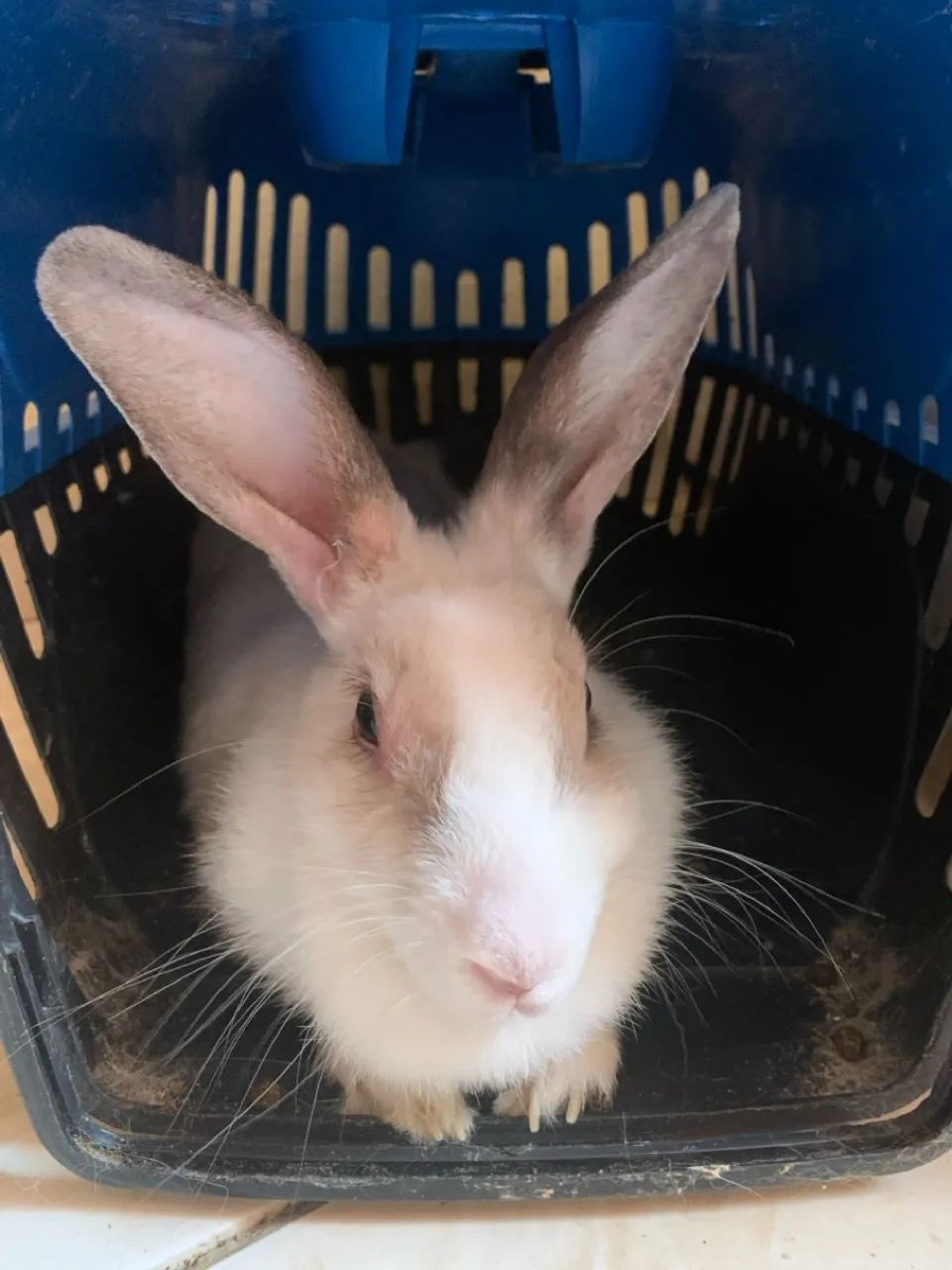Adoção - Doa-se coelha adulta 