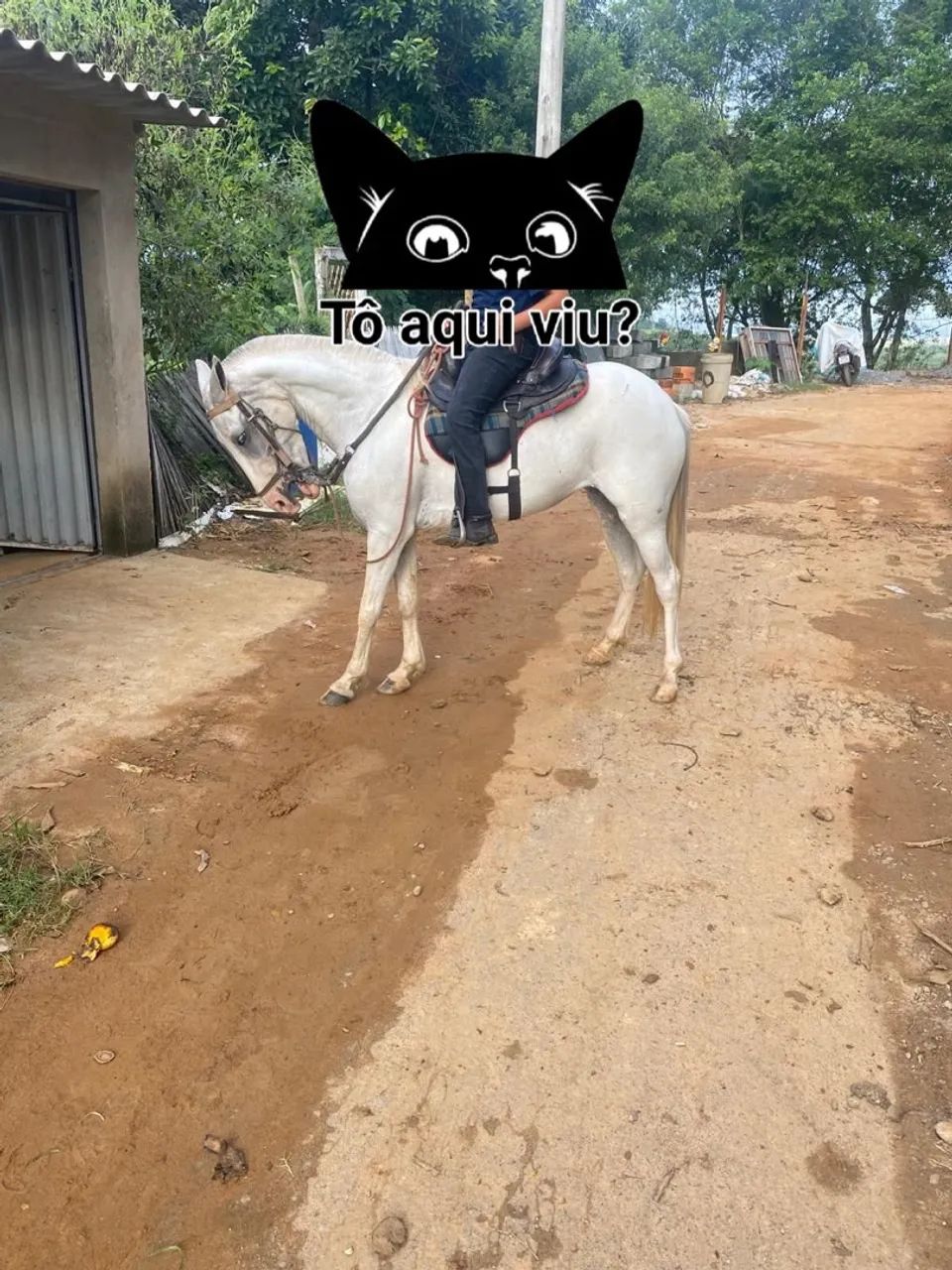 Égua porte médio picado 