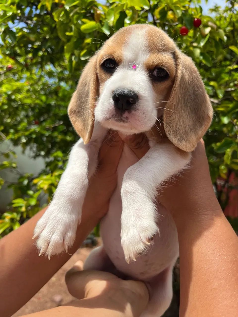 Filhotes Beagles com Pedigree  - Foto 3