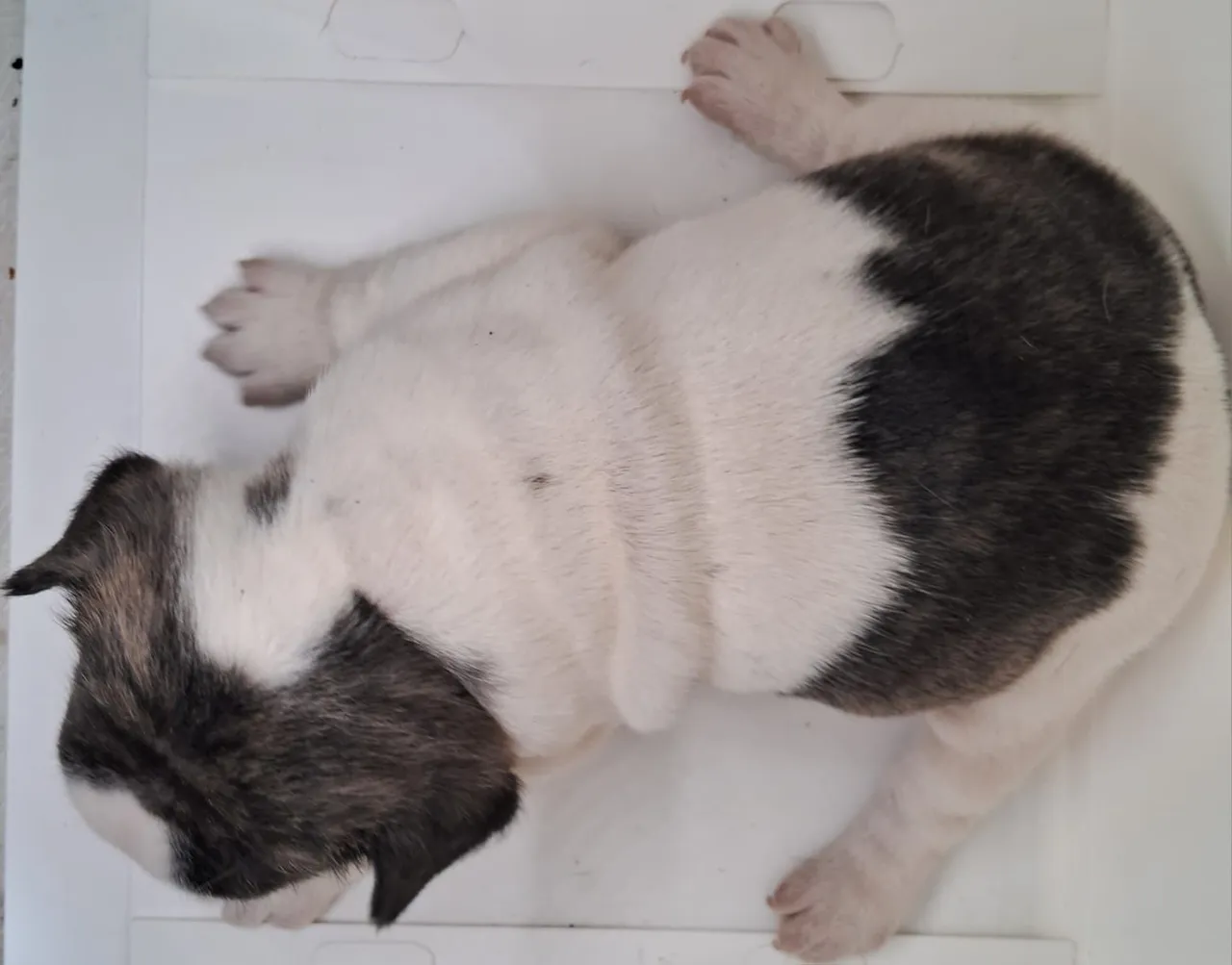 Filhote de Bulldog Francês (venda) MACHO