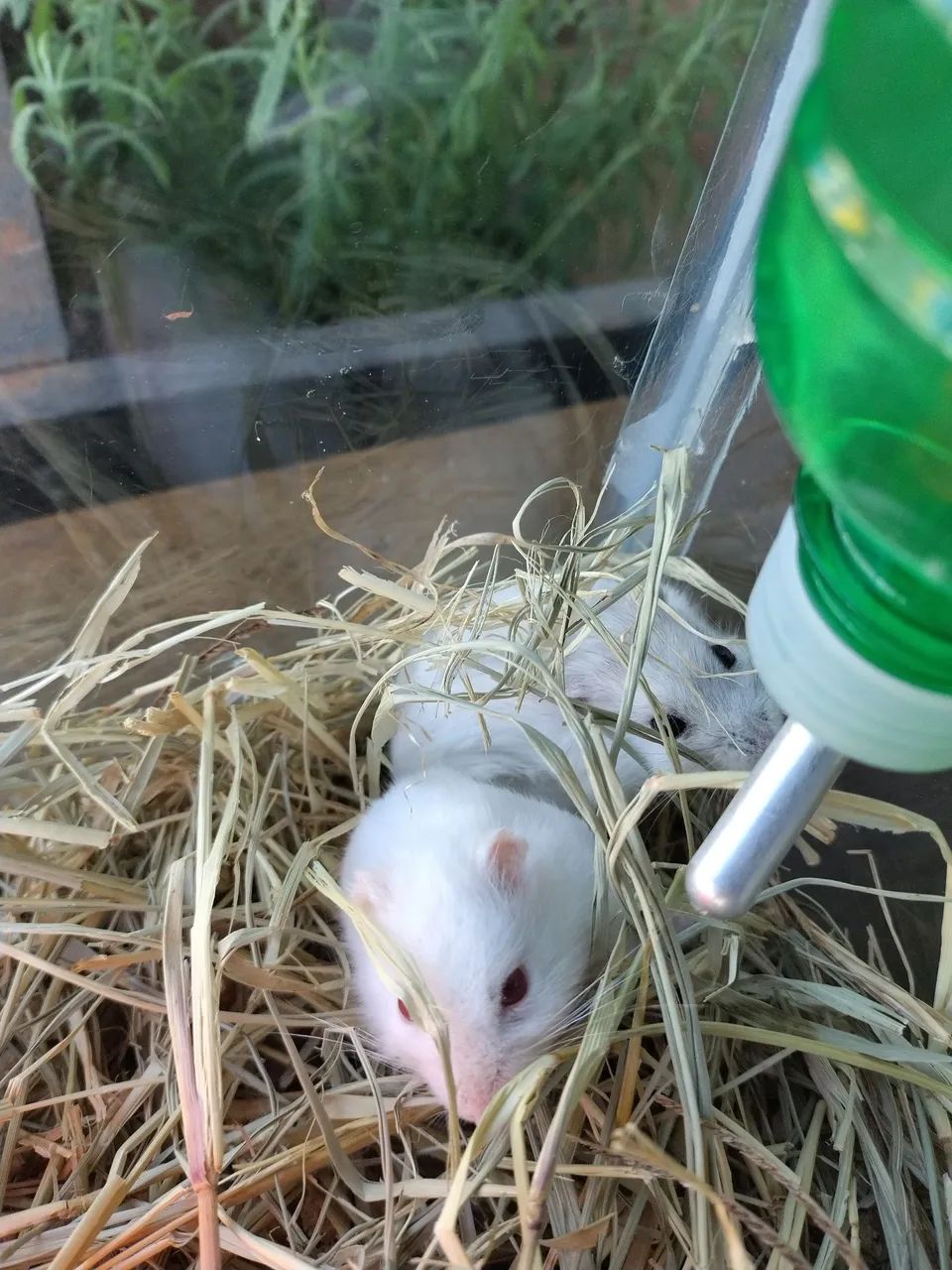 Hamster e Acessórios - Foto 4