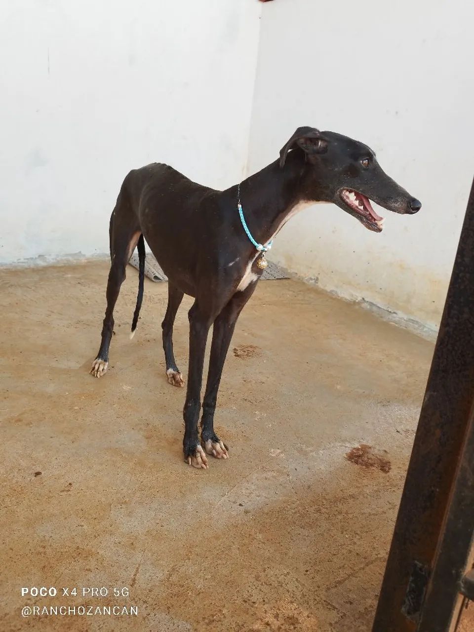 Galgo italiano  - Foto 4