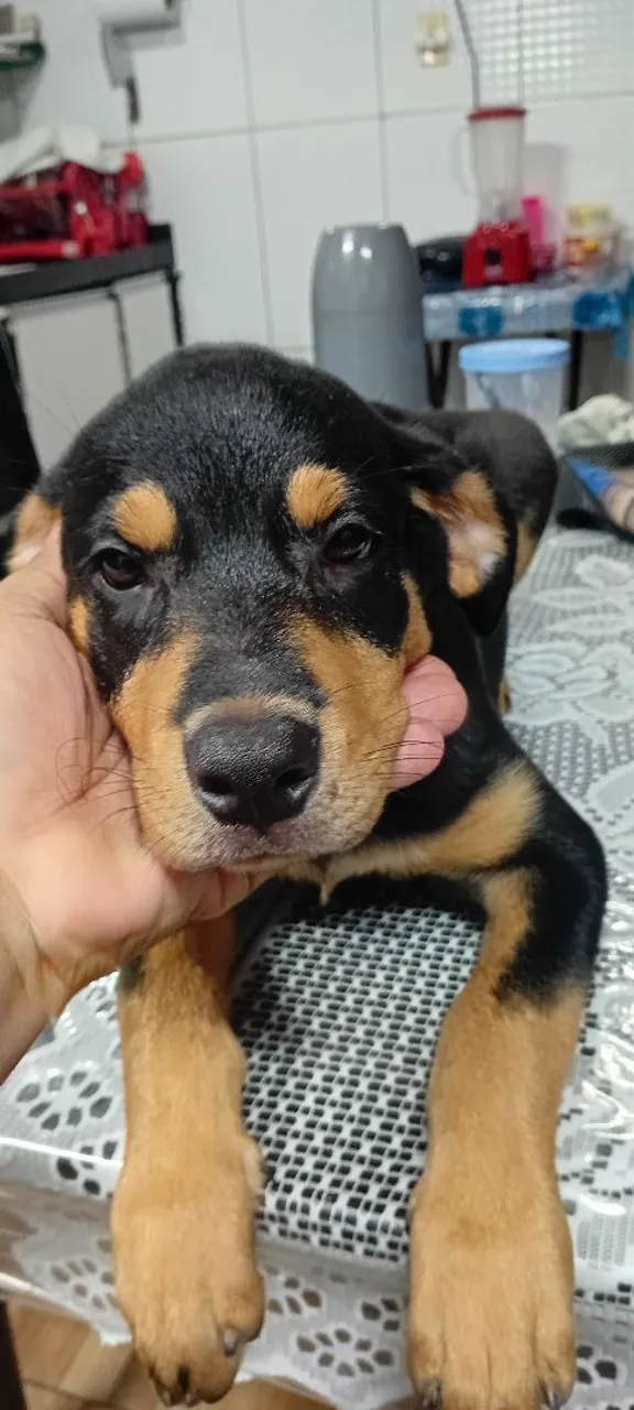 Filhotinho de Rottweiler