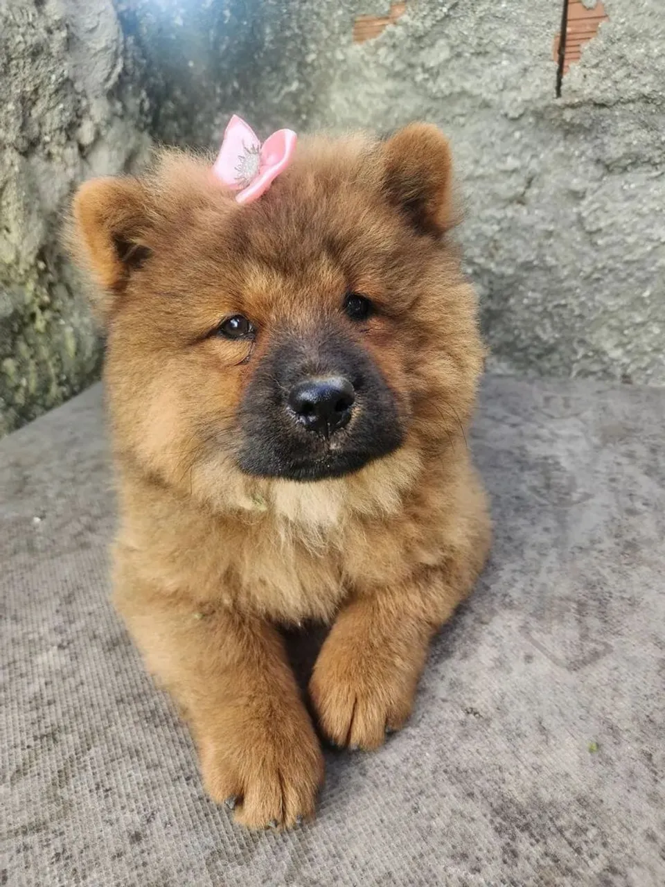 Filhote Chow-Chow Fofa e Charmosa