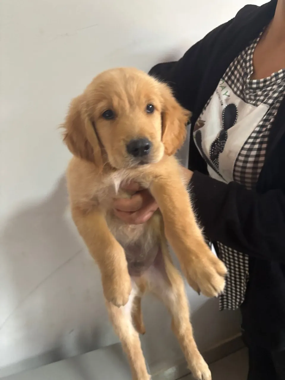 Filhotes de Golden retriever