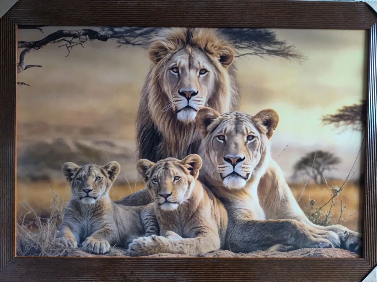 Lindos quadros 