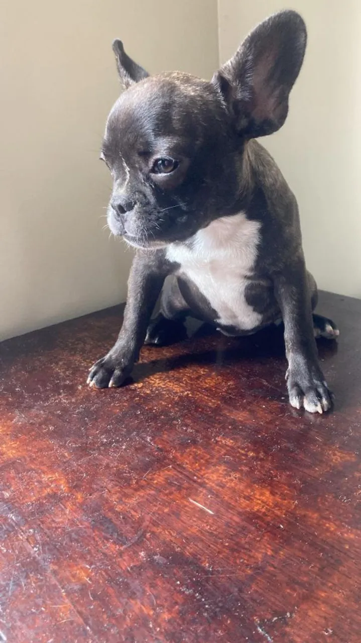 Filhote de Bulldog Francês