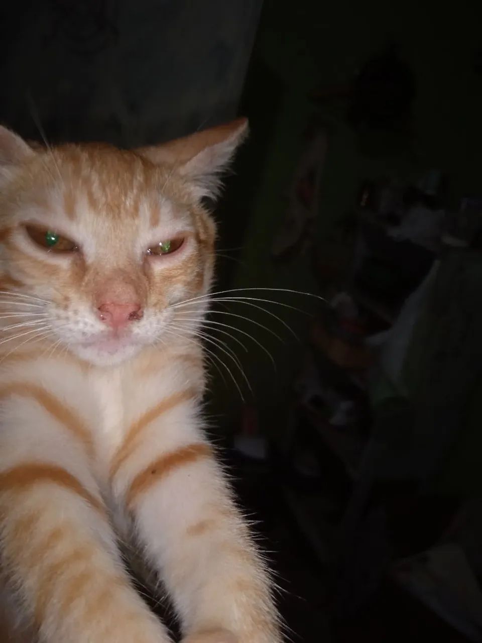 Doação de Gata.. brincalhona..esperta.. ótima mascote/Vacinada para Não parir.. fará 8 mes