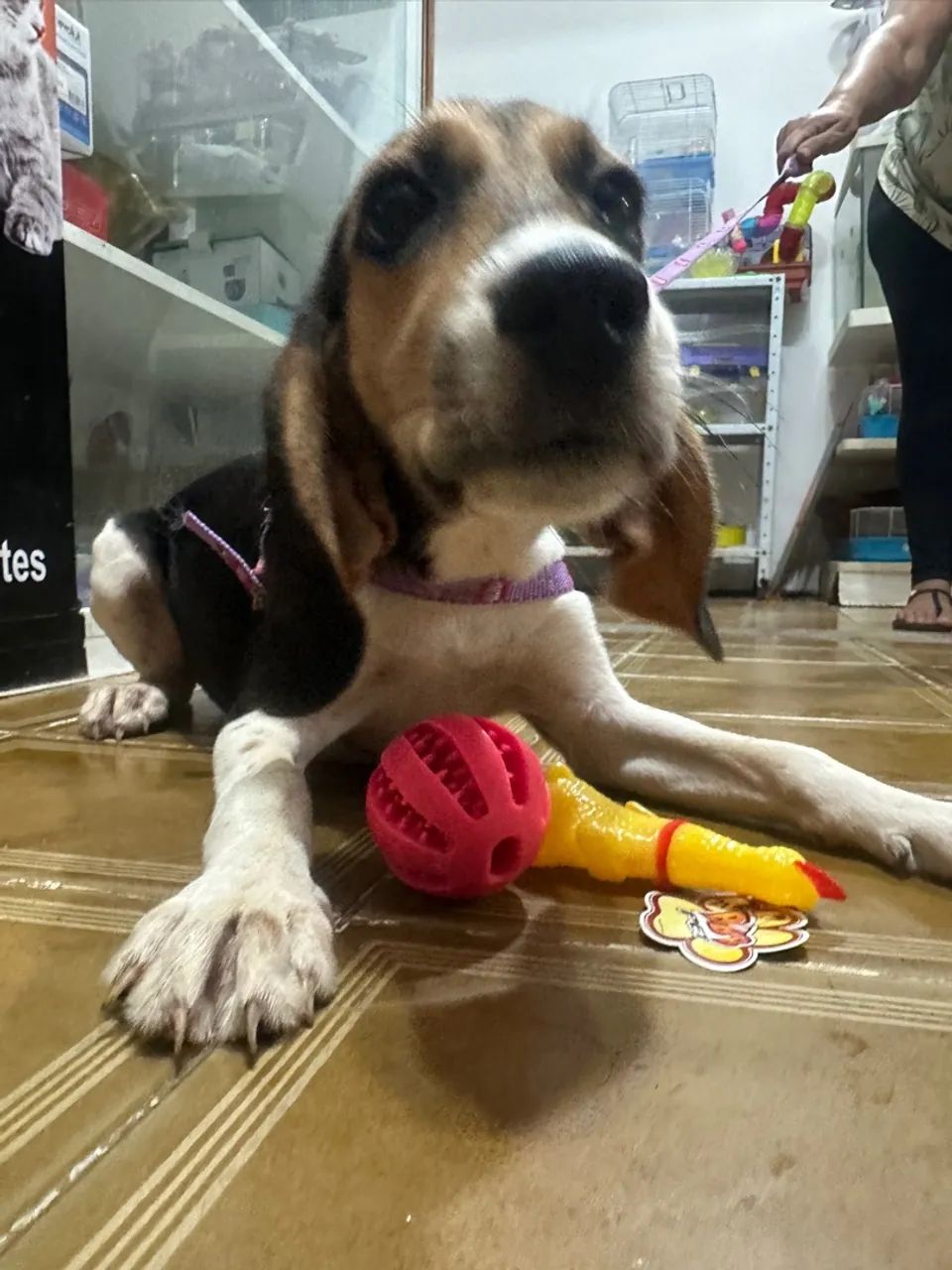 Filhote Beagle fêmea vacinas Pedigree - Foto 2