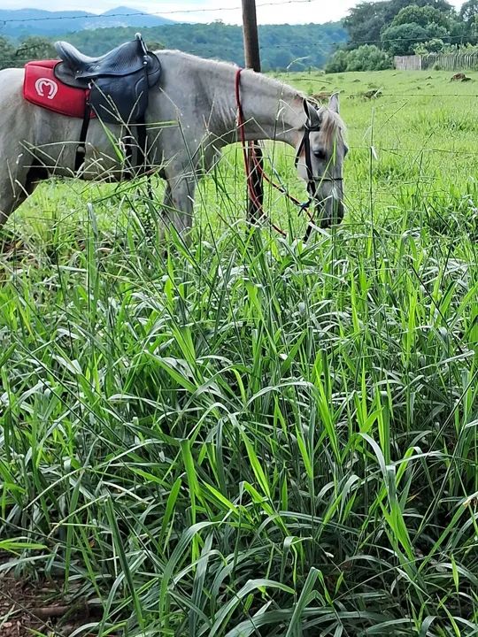 Cavalo branco para venda - Foto 2
