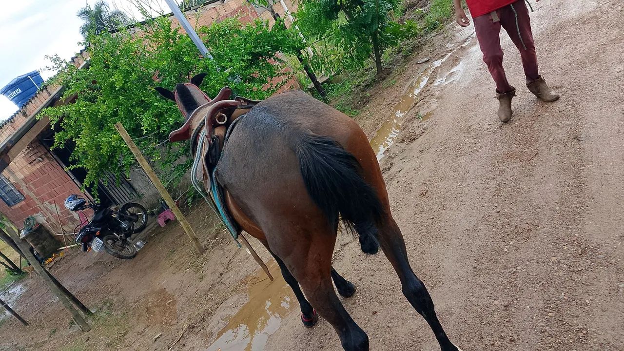 Cavalo equipado 