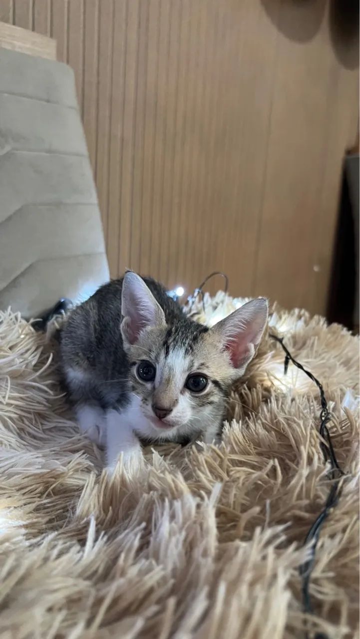 Filhote de gato, (fêmea)  - Foto 4