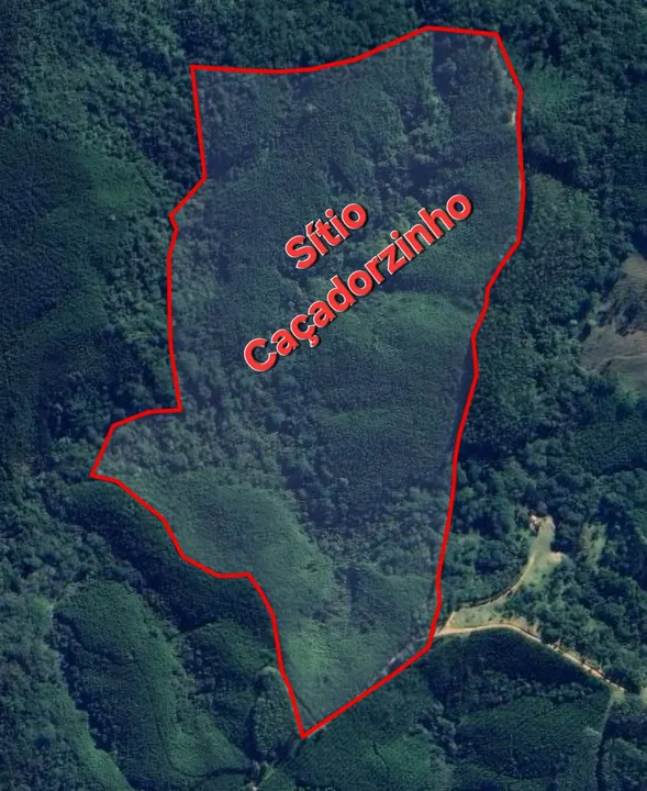 15 alqueires formado de pinus com 13 anos