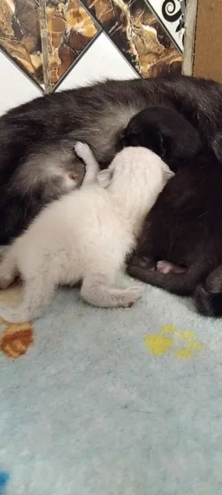 Gatinhos de pelagem Siamês disponível para adoção - Foto 2