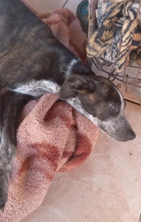 Cachorra extremamente dócil a procura de um lar - Foto 3