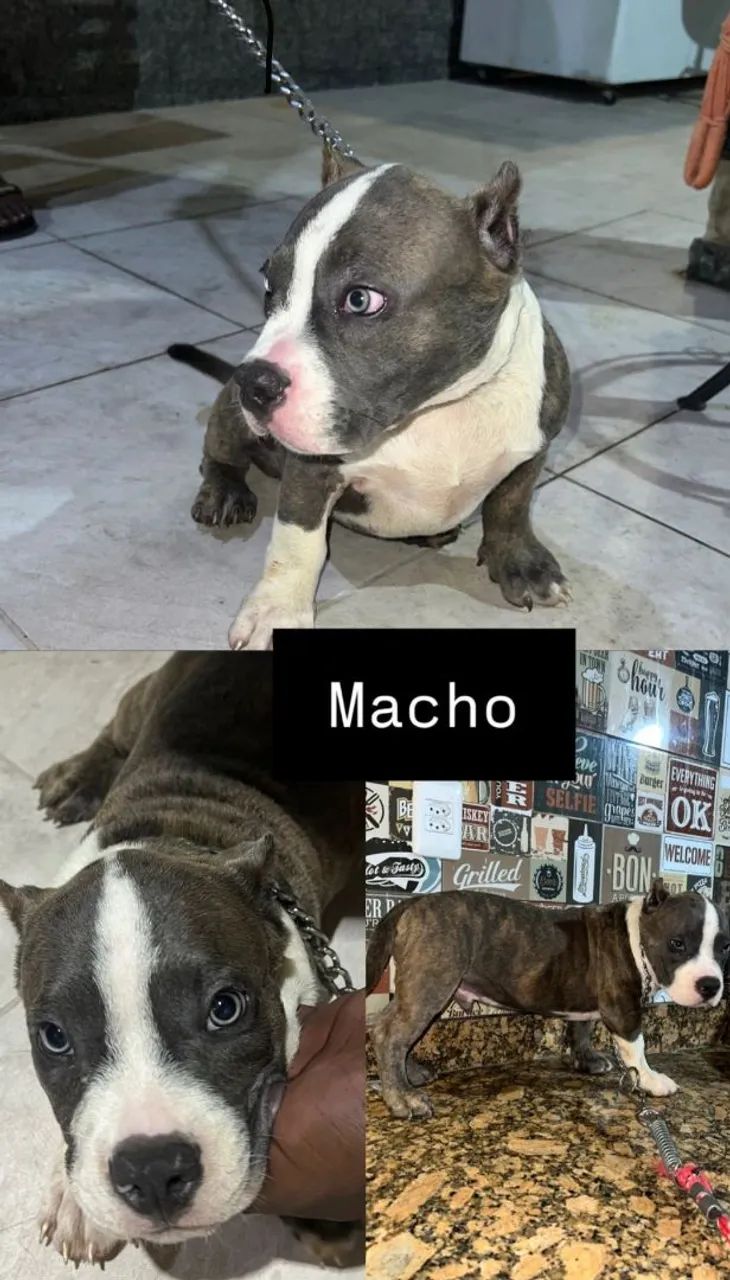 Filhotes American Bully Exótico  - Foto 3