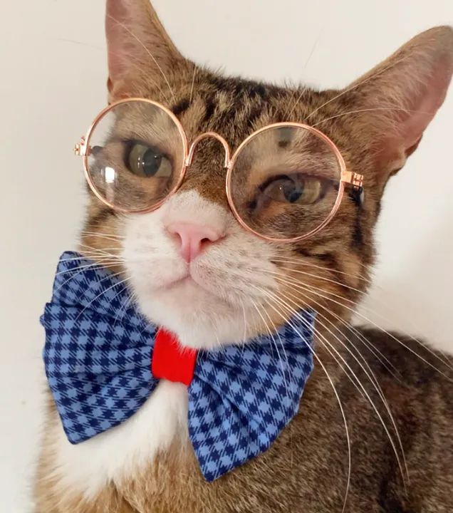 Gato castrado e vacinado para adoção responsável