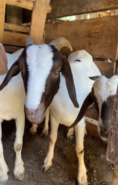 Vendo três cabras bôer puras  - Foto 2