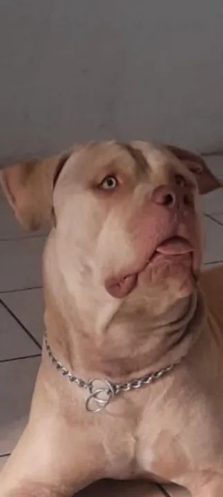 Pitbull filhote 1 anos  - Foto 2