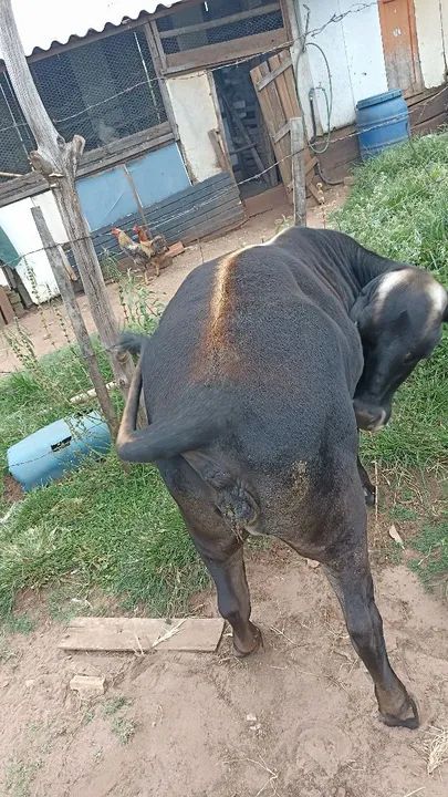 Mini boi casal  - Foto 4