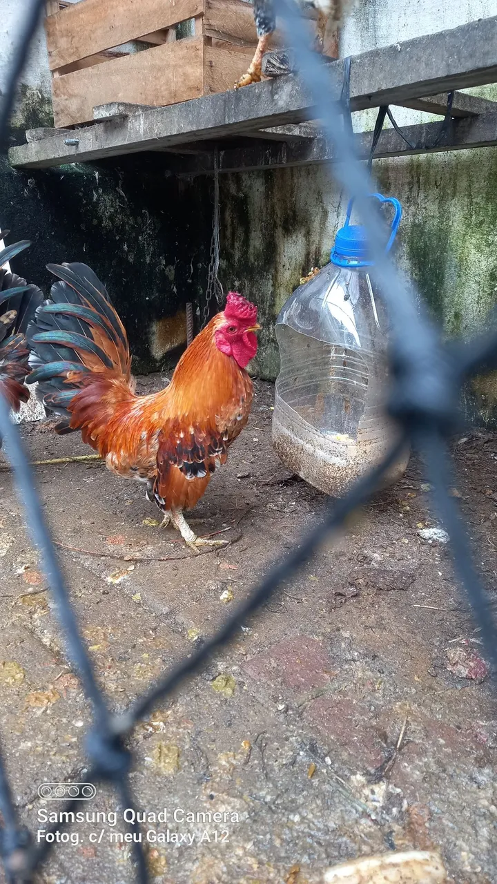 Galo Ornamentação