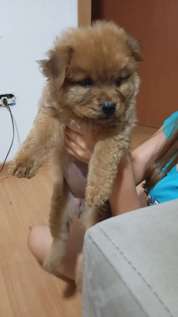 Filhote de Chow-Chow disponível 250R$