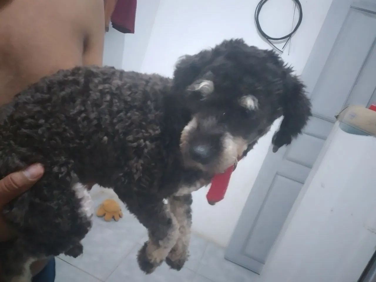 Filhote de Poodle