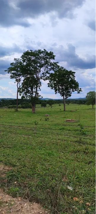 Fazenda de 50 alqueires em Heitorai-Go  - Foto 4