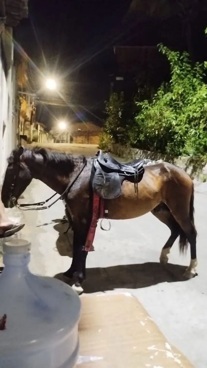 Vende se um cavalo