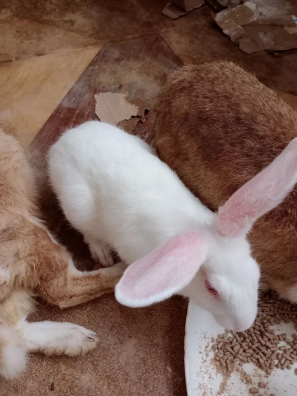 Coelhos adultos fofinhos para vender 