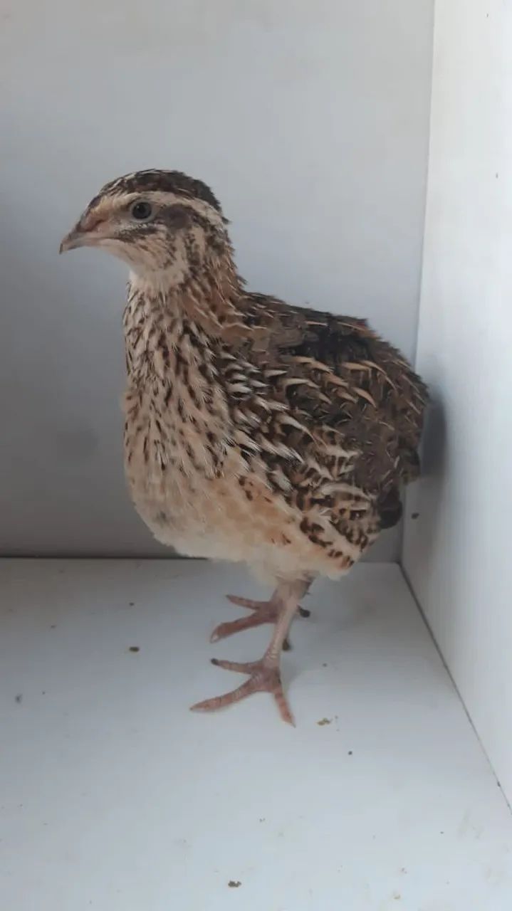 Ovos de codorna galados (fértil)