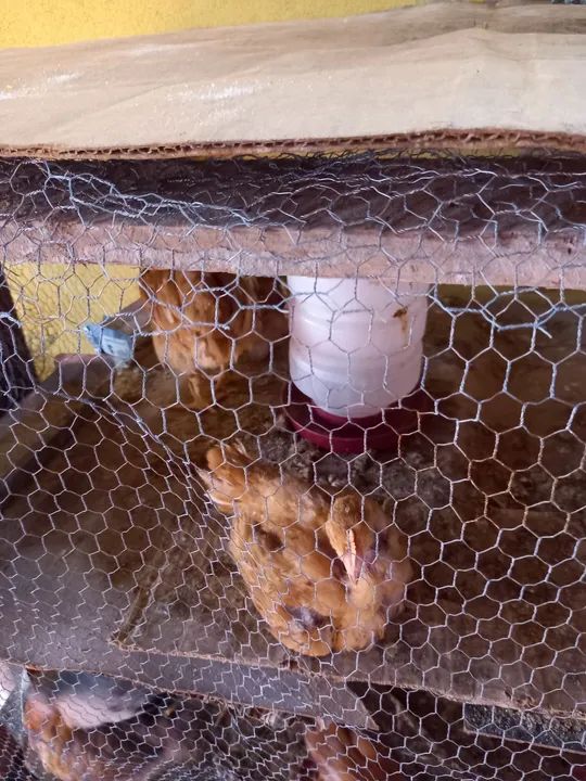 Criatório Rural - Experiência em Avicultura - Foto 4