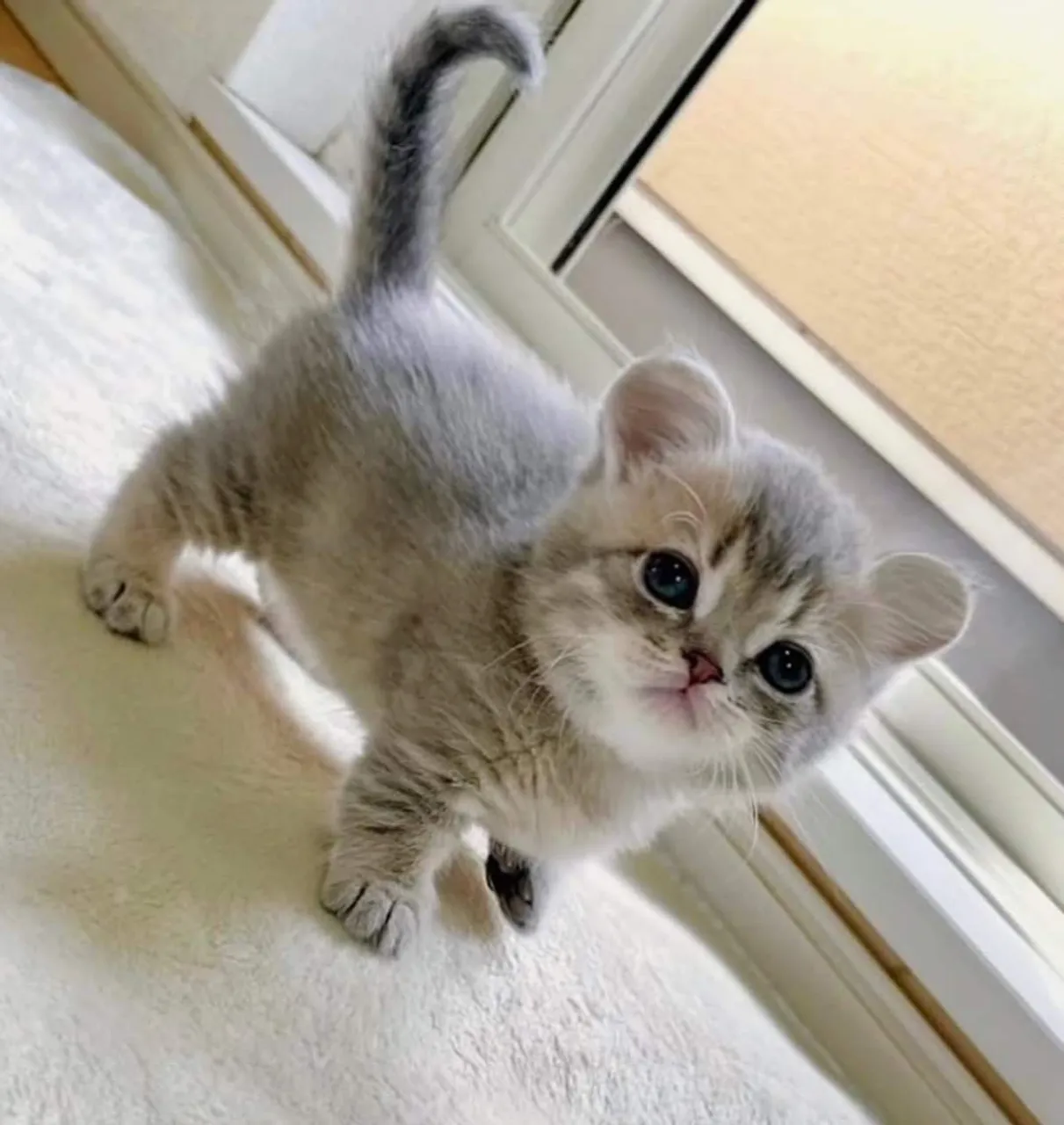 Gatinho Munchkin super fofo a sua espera! - Havila filhotes