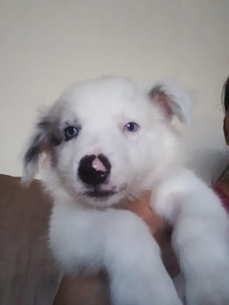 Filhotes de boder collie