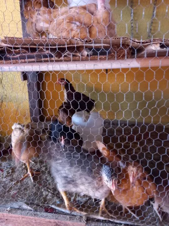 Criatório Rural - Experiência em Avicultura - Foto 3