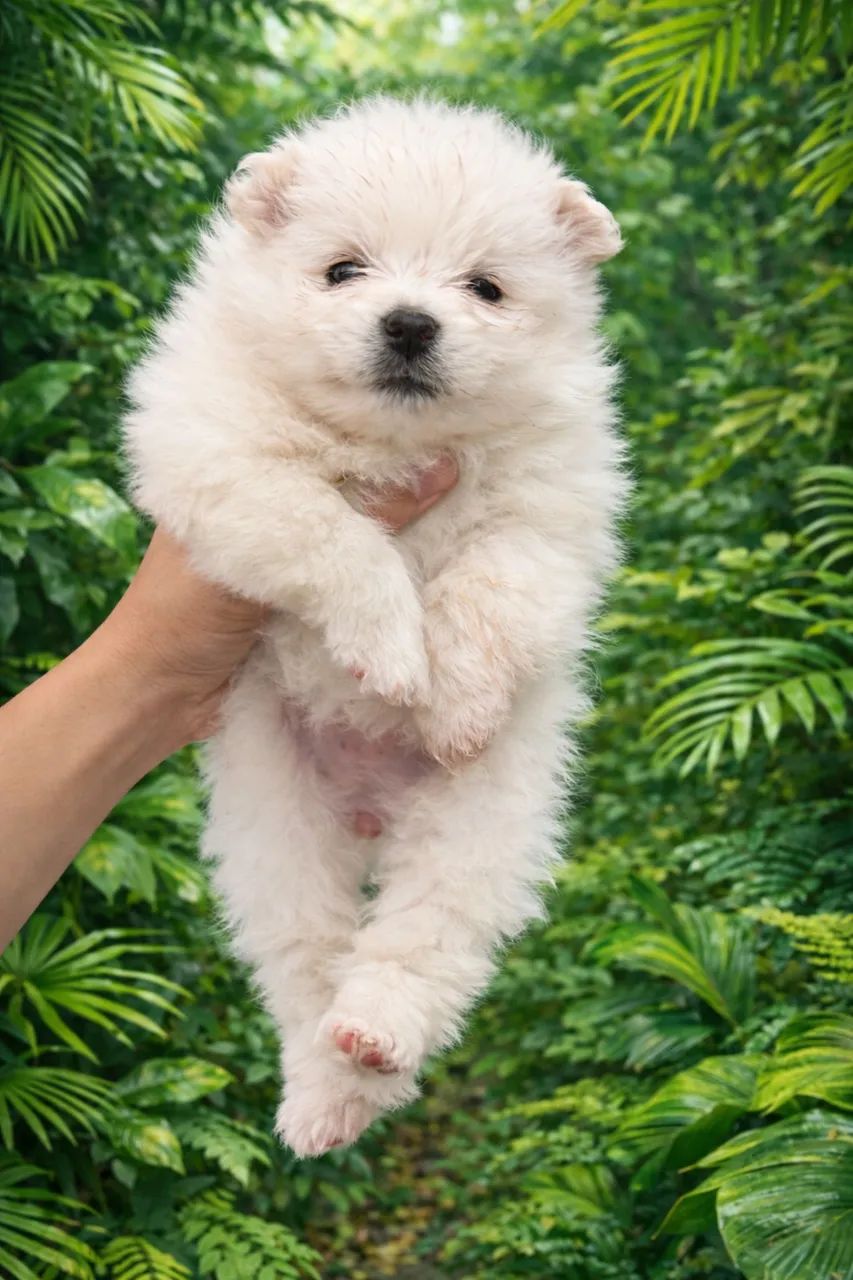 Spitz alemão  - Foto 5