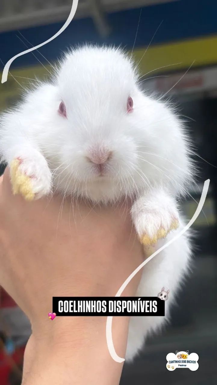 COELHINHOS FILHOTES 