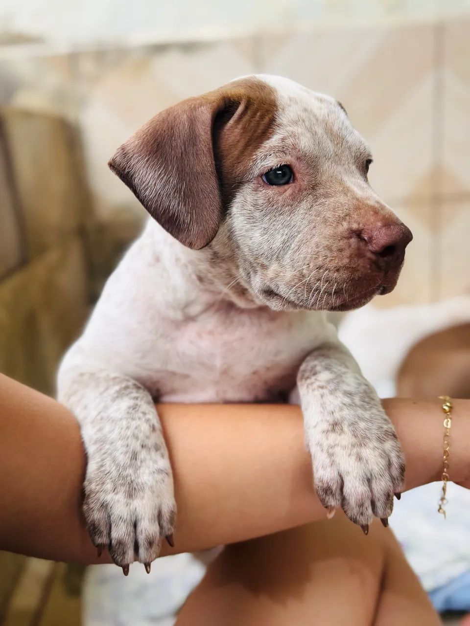 Pit Monster - Foto 5