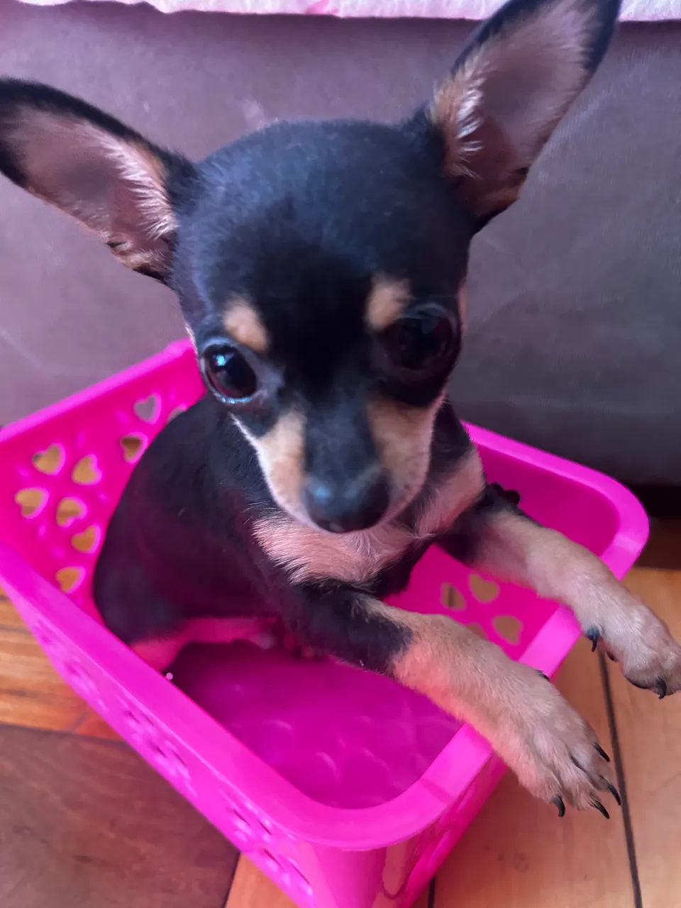 Pinther Zero