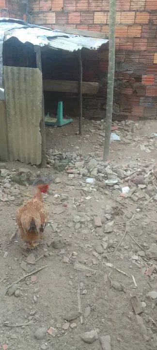 Estou vendo galinha rodilan 2 frango carioca 1galo carioca - Foto 6