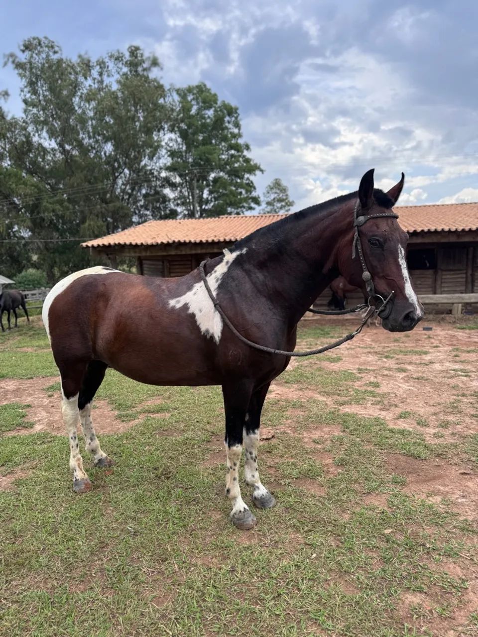 Égua pampa homozigota registrada 